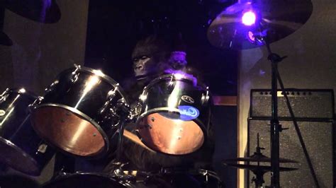 This Gorilla Is Overpowered At Playing The Drums Youtube
