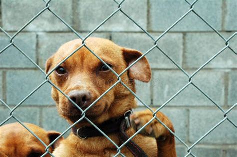 Dog Behind A Fence Stock Photo Image Of Security Attention 3144434