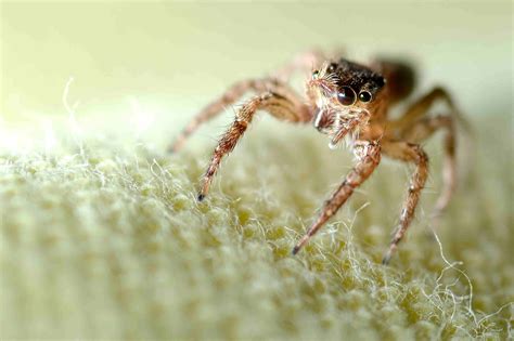 The 10 Most Common Types Of House Spiders In The Us 2022