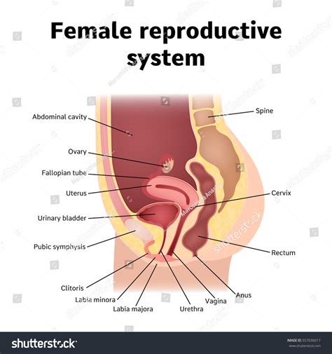 Перевод контекст female internal c английский на русский от reverso context: Female Internal Genital Organs Sectional Structure Stock Vector 557036017 - Shutterstock