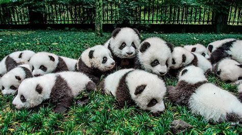 Panda Bear Cubs Wallpaper