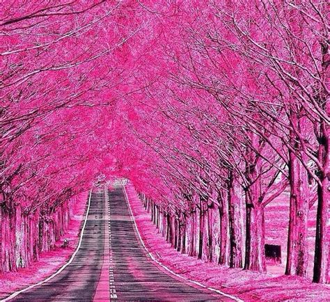 Pretty In Pink Nature Pink Trees Beautiful Nature Nature Photography
