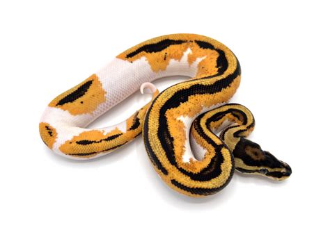 Orange Dream Yellowbelly Pied Royal Constrictor Designs