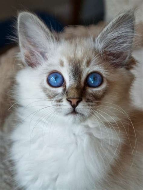 Kittens For Adoption Kitten And Cat Classifieds Balinese Cat
