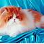 The Glorious Persian Cats Pro Facts And Care  Life &