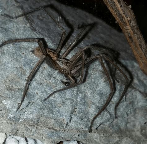 Spiders In Washington Species And Pictures