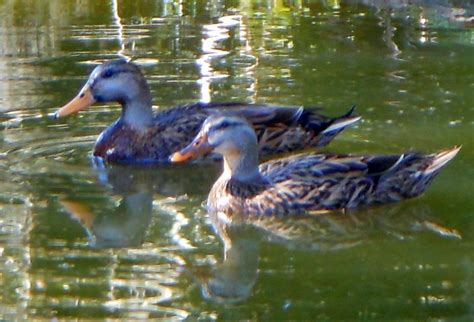 Southwest Florida Shoreline Studies Mottled Ducks