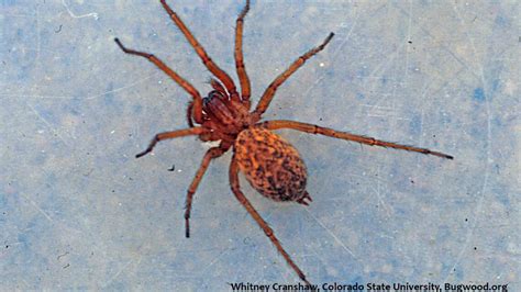 Are Hobo Spiders Really Dangerous Stewarts Pest Control