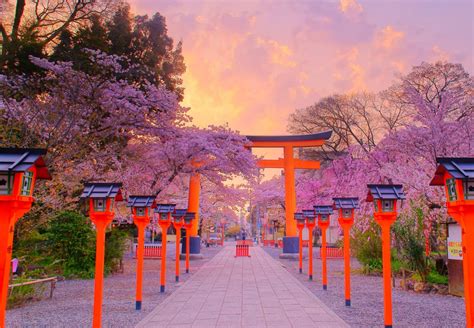 10 Best Places To See Cherry Blossoms In Kyoto Cuddlynest