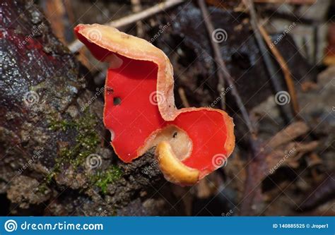 Macro Bright Red Fungus Stock Image Image Of Meat Fall 140885525