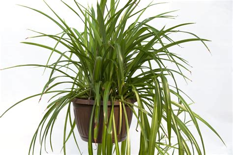 10 Spider Plant Chlorophytum Hanging Basket Slappendel Greenhouses