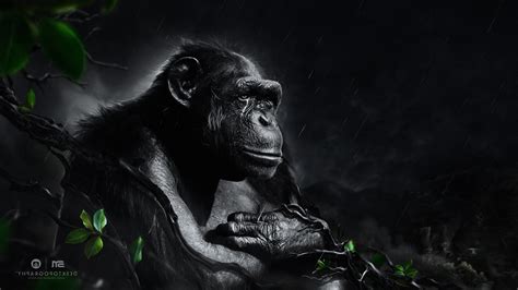 Fantasy Art Gorillas Desktopography Wallpapers Hd Desktop And