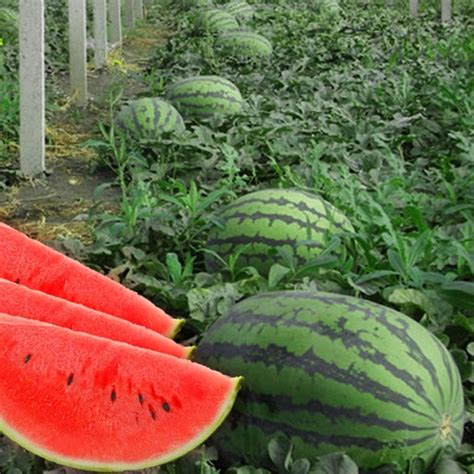 The Oasis Of Enormous Watermelons A Luxurious Retreat Of Juicy Delights