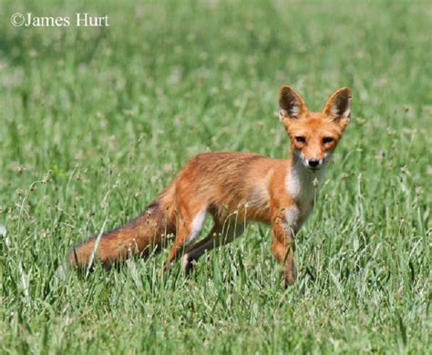 Tennessee Watchable Wildlife Red Fox Hunted