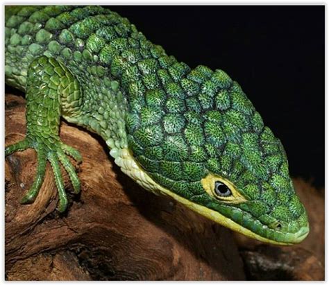 Mexican Alligator Lizard | Lizard, Reptiles, Alligator