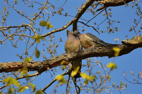 free images tree branch sky flower fly wildlife love couple two together fauna
