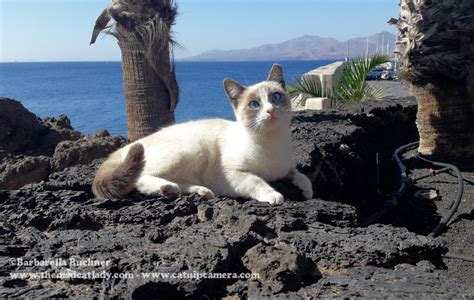The Harbour Cats Of Puerto Del Carmen Lanzarote The Mad Cat Lady