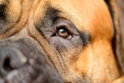 Unequal Pupil Size In Dogs Symptoms Causes Diagnosis Treatment