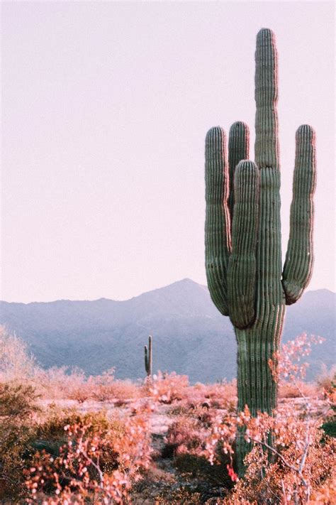 Aesthetic Cactus Wallpapers Top Free Aesthetic Cactus Backgrounds