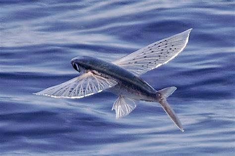 Mikro Post Ikan Terbang Flying Fish Myrokan