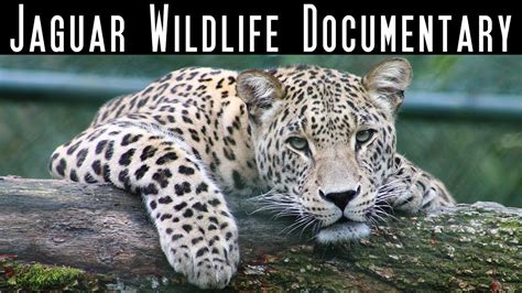 The Jaguar Big Cats National Geographic Wild Wildlife Documentary
