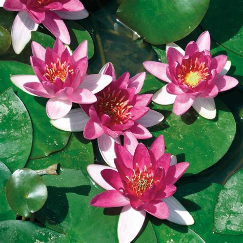 Flower names in malay with audio pronunciation and transliteration in english. Water Lily Xiafei from Mr Fothergill's Seeds and Plants