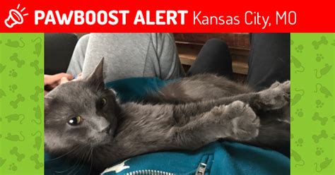 Lost Male Cat In Kansas City Mo 64128 Named Ash Id 4632569 Pawboost