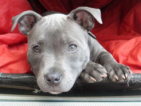 Pin by What'a Beach on Photos | Fur babies, Cute dogs, Blue staffy