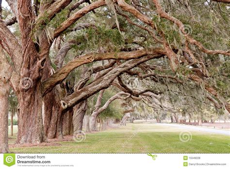 Ancient Oak Limbs Over Grassy Park Stock Photo Image Of Park