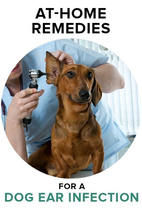 Finally A Remedy For Yeast Ear Infections In Your Dog Dogs Ears