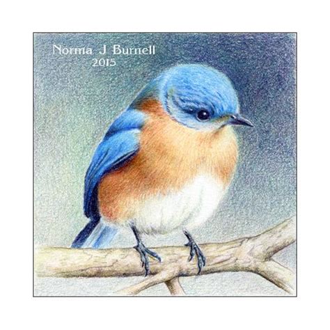Little Blue Eastern Bluebird Study By Norma J Burnell Color Pencil