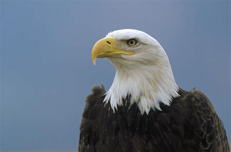Bald Eagle Portrait North America Photograph By Konrad Wothe Fine Art
