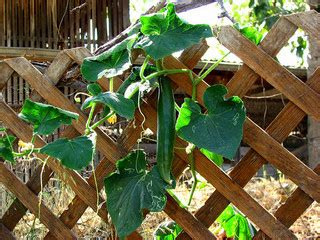 Cucumbers need warm soil to thrive, and they grow best when soil temperatures are between 70° to 95° fahrenheit. How to Grow Cucumbers - Rambling or on a Trellis ...