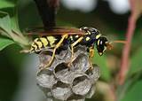 Images of Wasp Images
