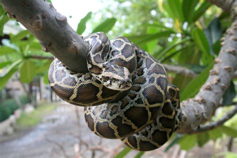 Is The Burmese Python Endangered