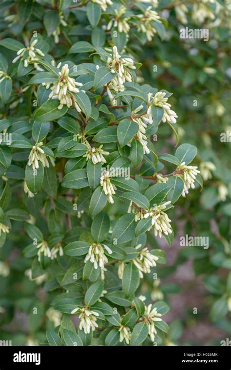 Shrub Osmanthus X Burkwoodii Fotos Und Bildmaterial In Hoher