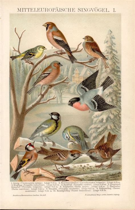 1898 set of 4 bird prints antique print vintage lithograph etsy bird prints bird