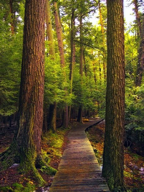 Astonishing Photos Of Paths In The Forest