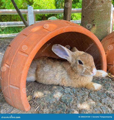 Bunny Stock Photo Image Of Rabbit Tired Little Sleeps 206624168