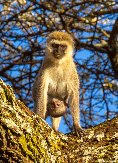 Baby Monkey Hanging Serengeti National Park Tanzania 2019 Steve
