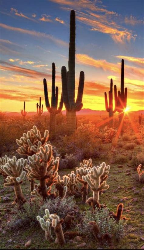 Desert Sunset Saguaro Cacti Cactus Desert Sunset Desert Art