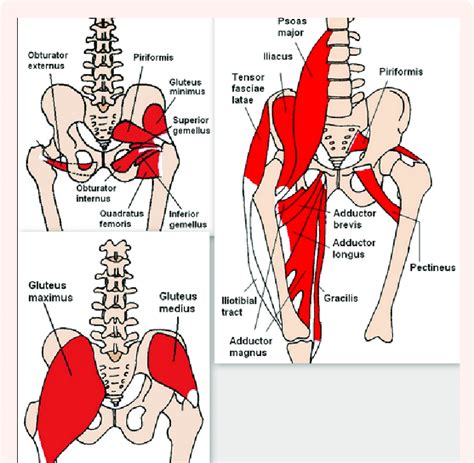 These muscles help in activities that involve kicks, jumps and other movements. The muscles of the pelvic platform and the three levers. | Download Scientific Diagram