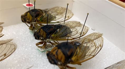 North Carolina Eludes 17 Year Cicada Emergence