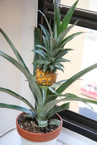 How To Grow A Pineapple Bush From Its Top Gardening Tips ‘n Ideas