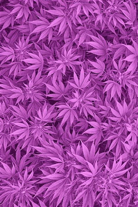 About Pink In W A L L P A P E R S By Sora 彡 Purple Weed Hd Phone