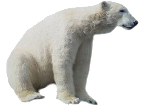 Polar Bear Png Hd Png Mart