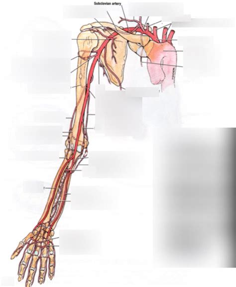 Arteries Of The Upper Extremity Diagram Quizlet