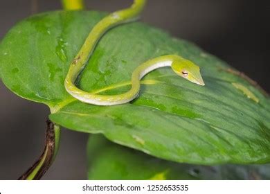 Gunther S Vine Snake Images Stock Photos D Objects Vectors