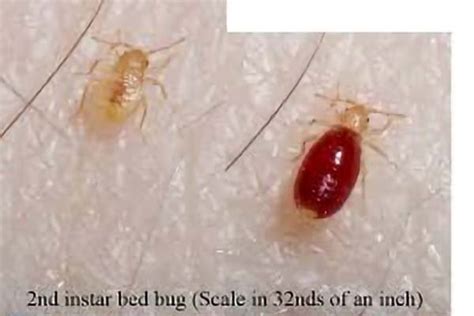 What Do Baby Bed Bugs Look Like Pictures And Faqs