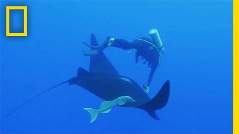 Watch Camera Put On Giant Manta Ray For First Time Ever National